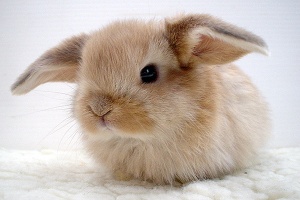 baby-bunny