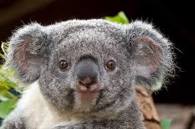 koala